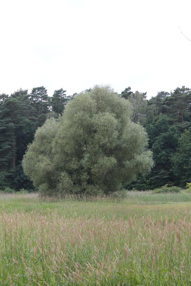 nature background theme photo