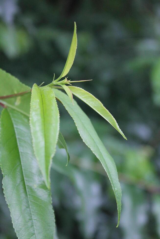 simple plant theme photo