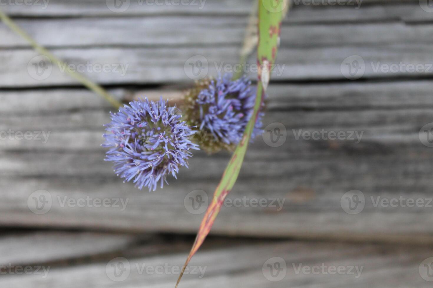 photos of plants