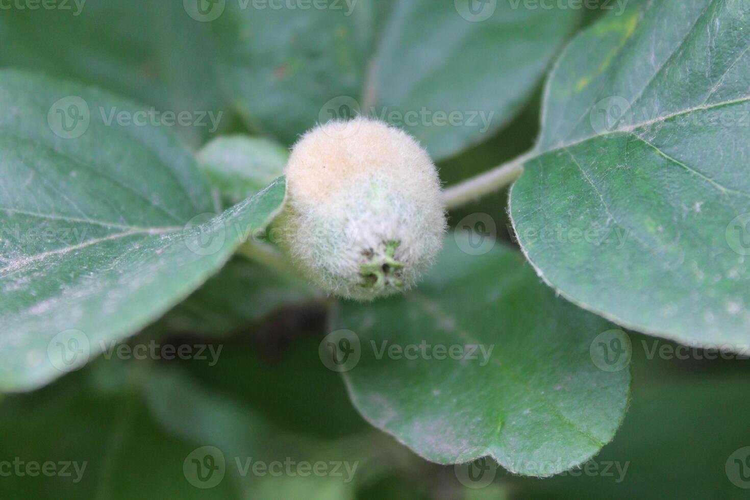 plant theme background photo