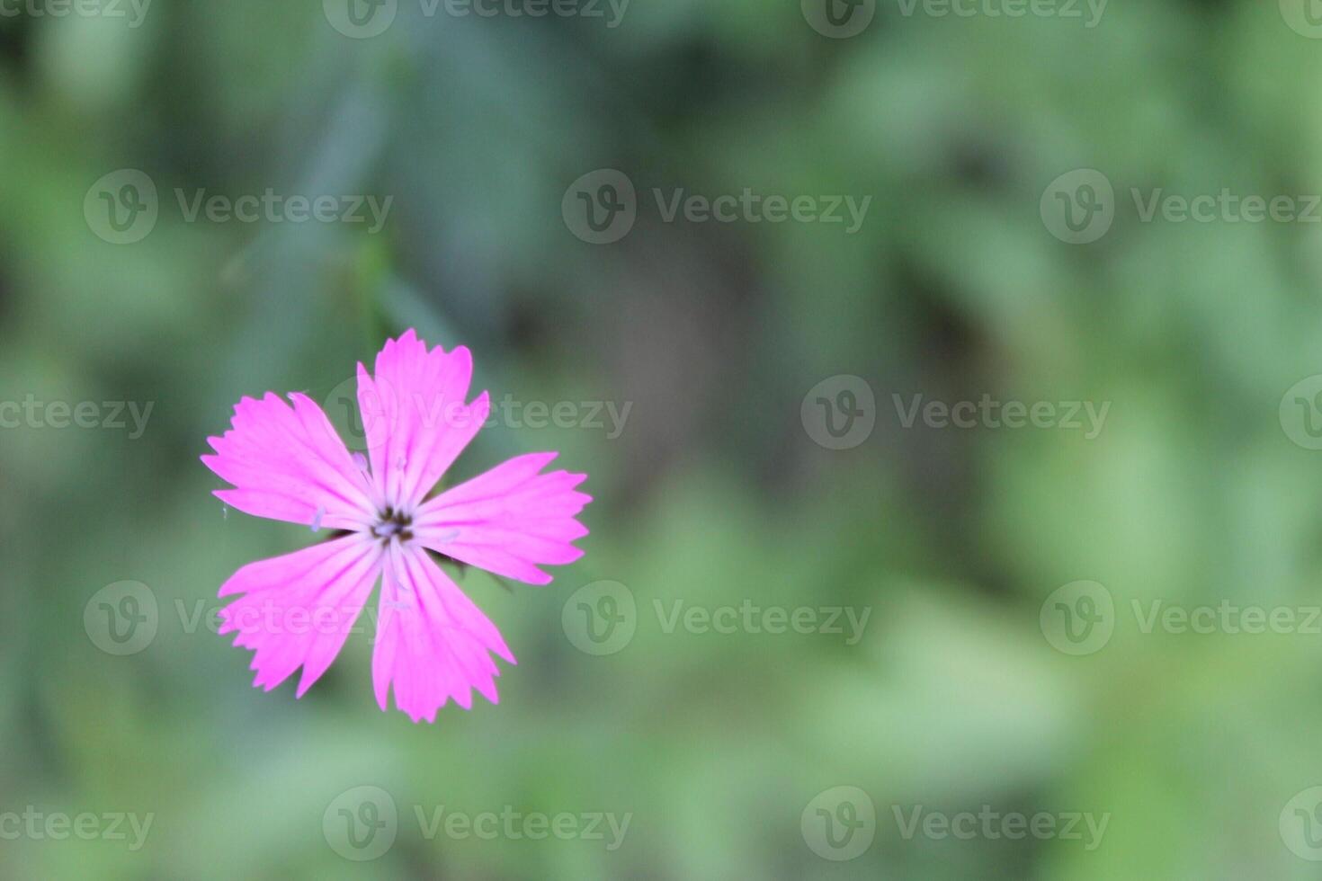 plant theme background photo