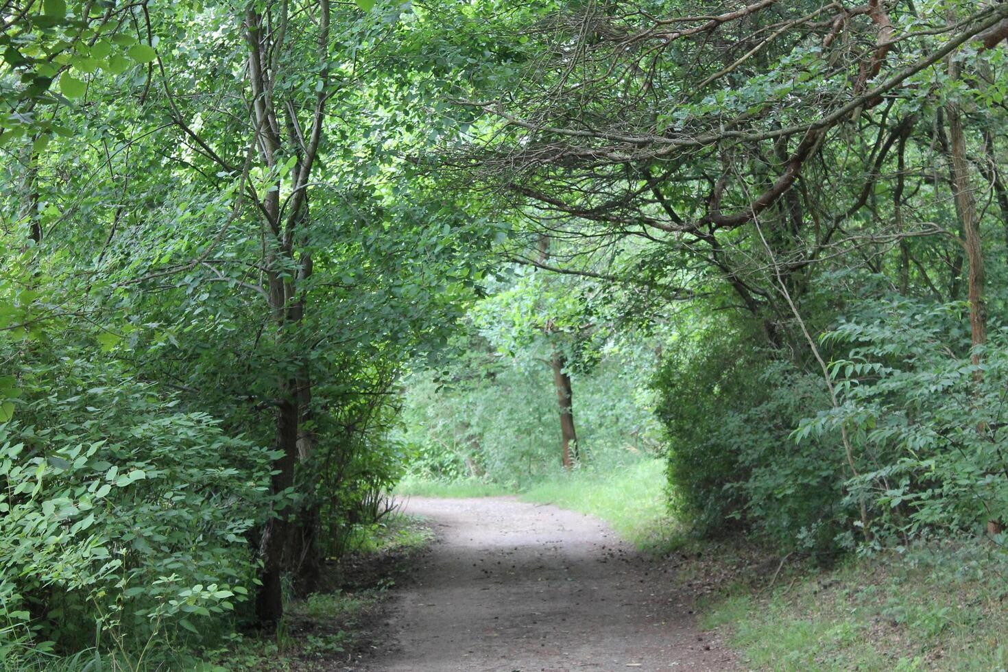 nature background theme photo