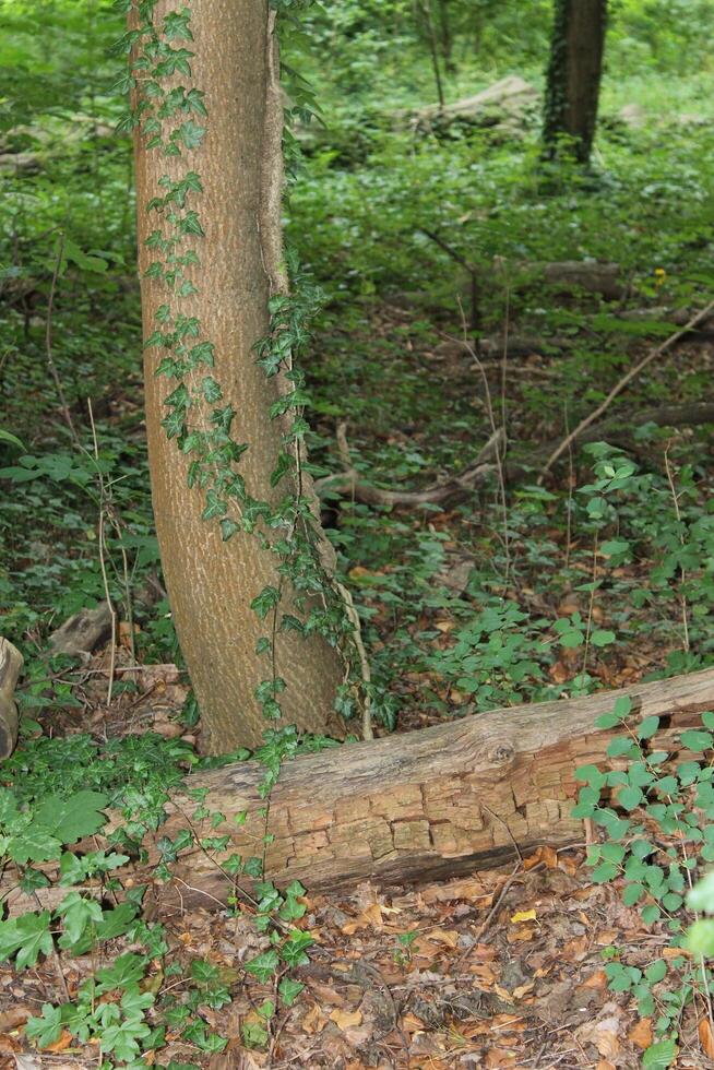 nature background photo