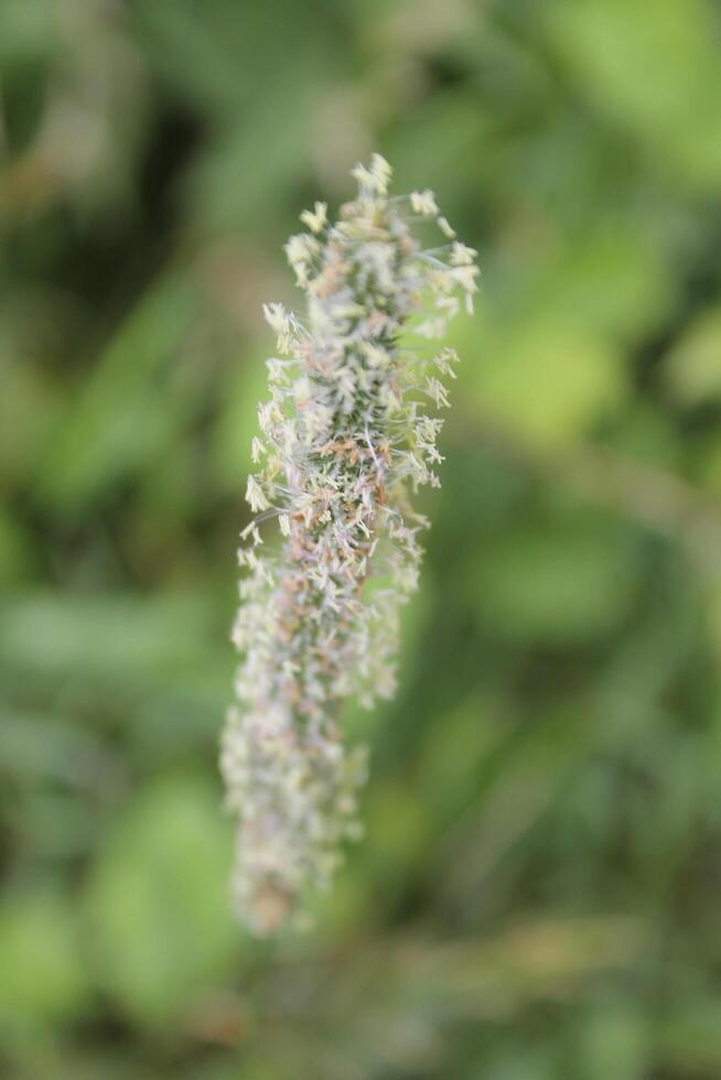 simple plant theme photo