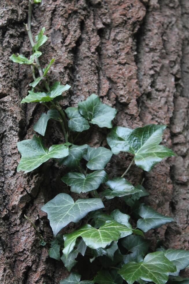 simple nature background photo