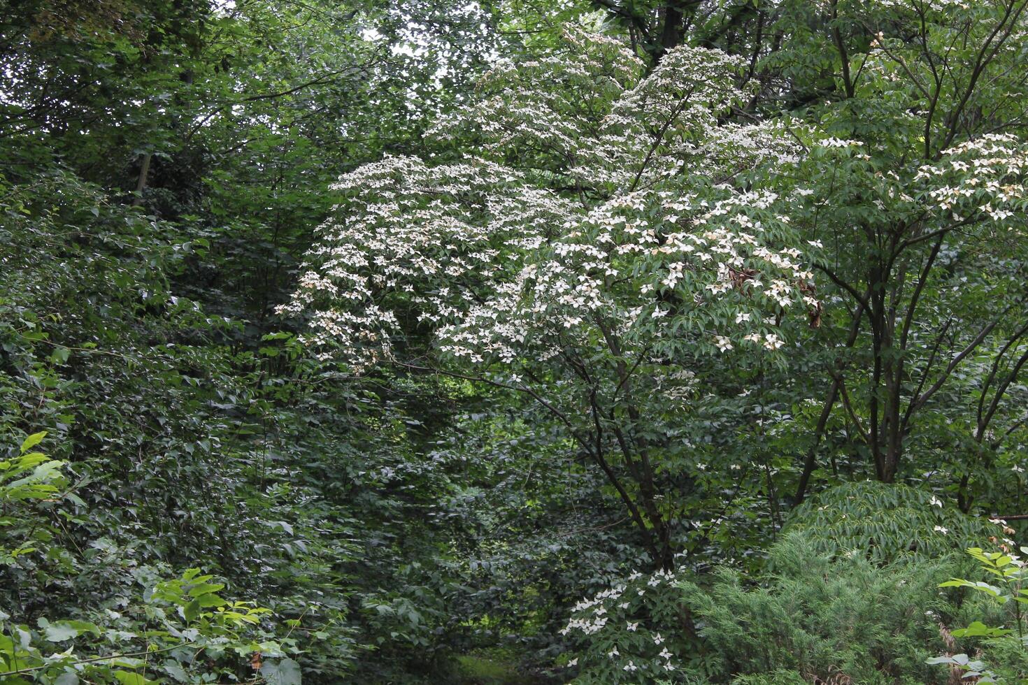 nature background photo