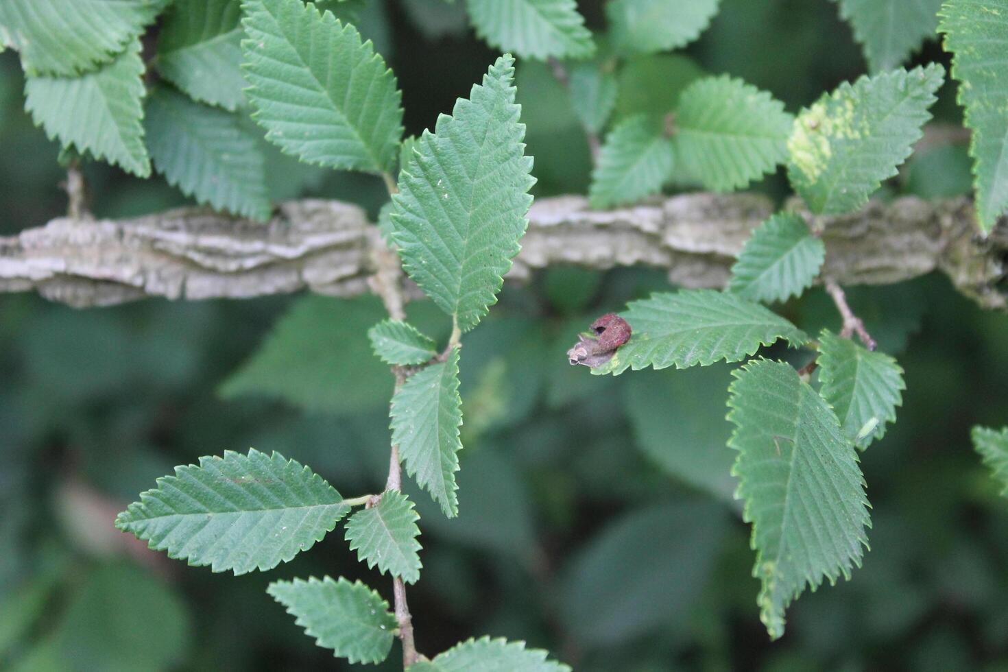 simple plant theme photo