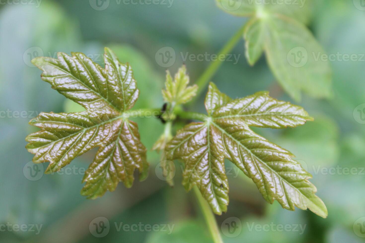 plant theme background photo