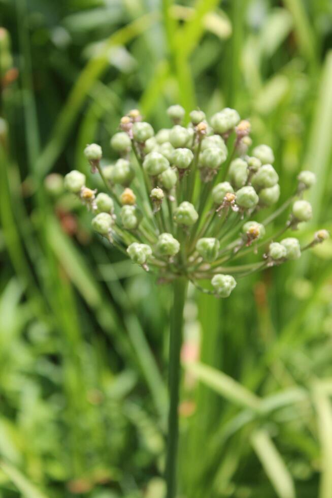 simple nature photo