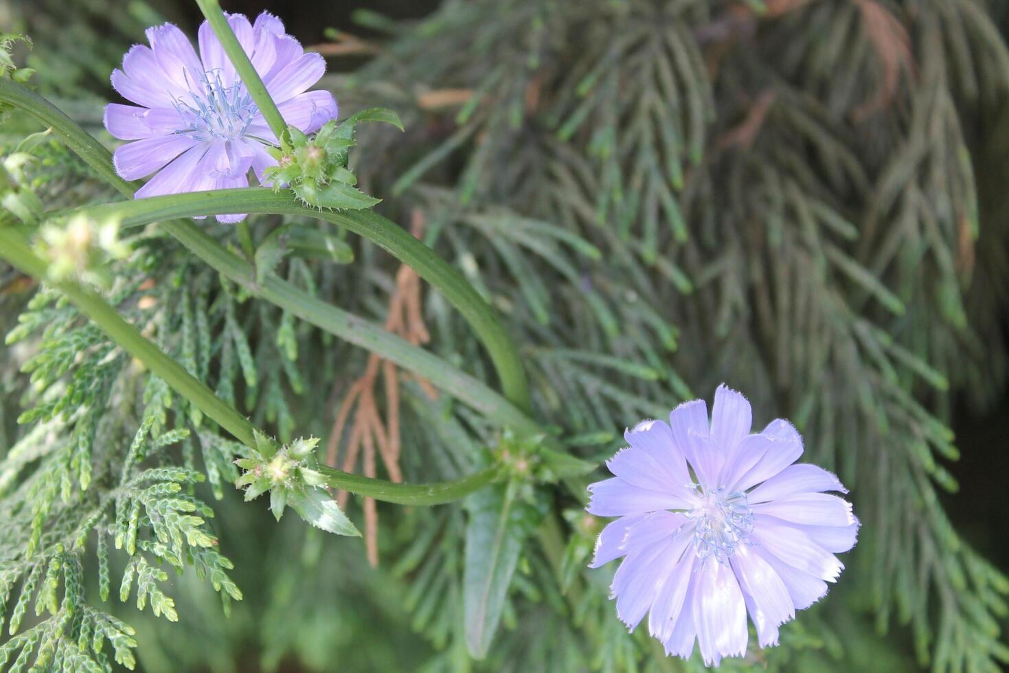 simple nature theme photo