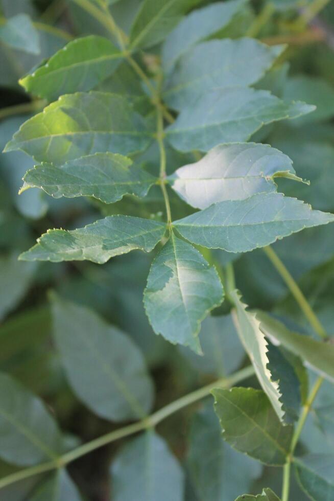 simple nature photo