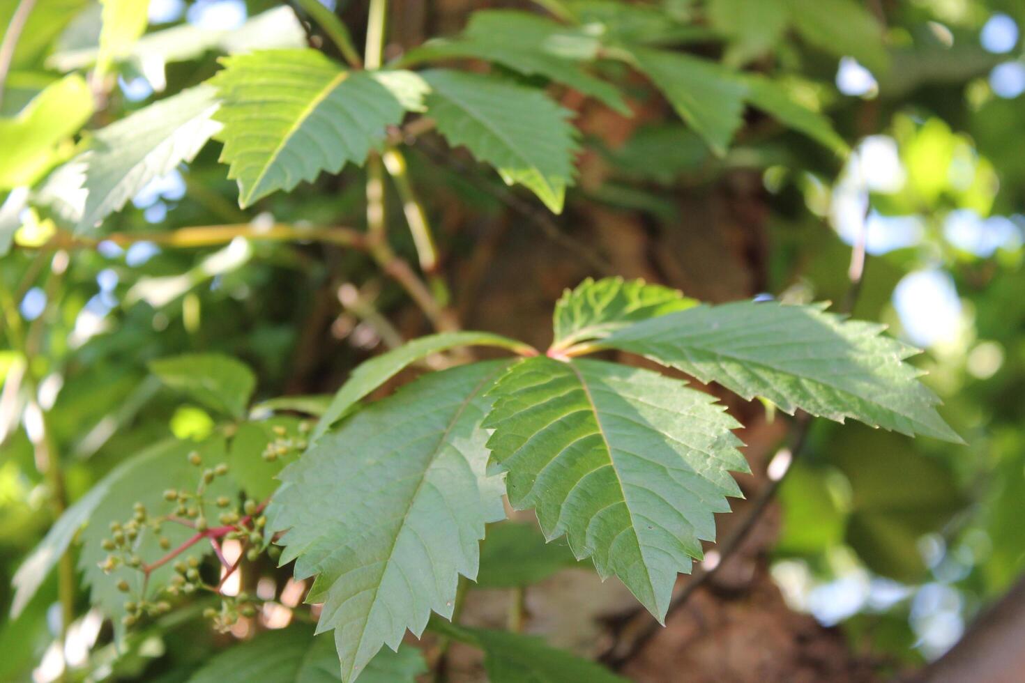 simple nature photo