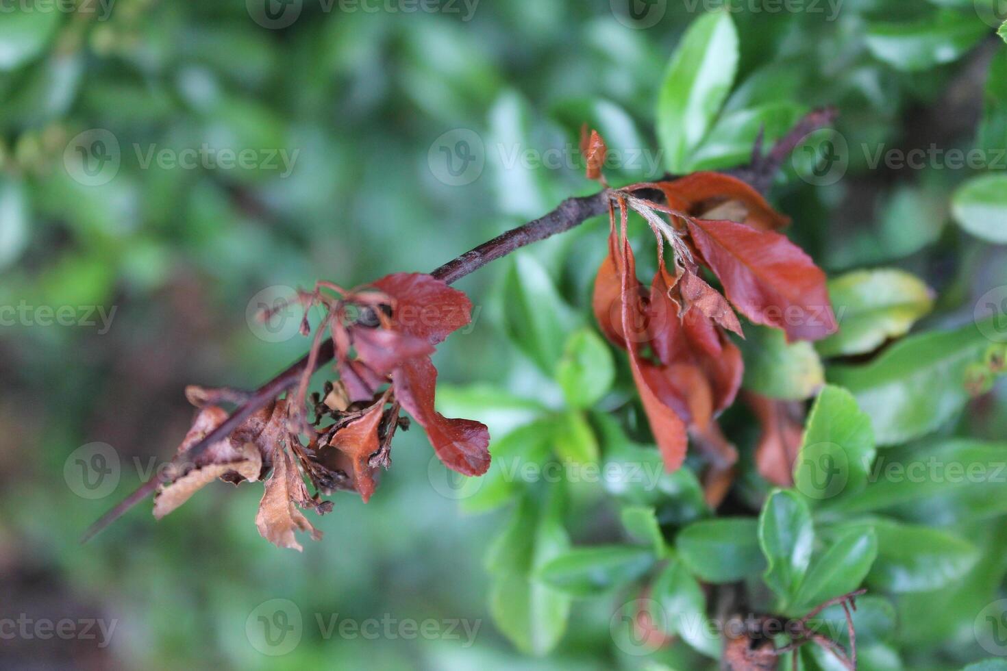 plant theme background photo