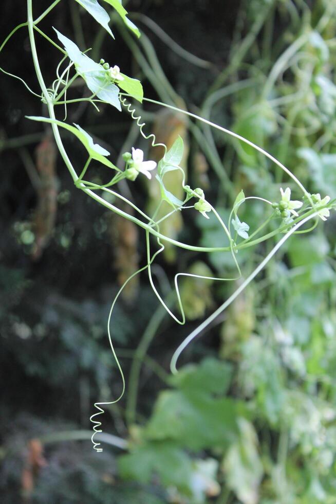 simple nature theme photo