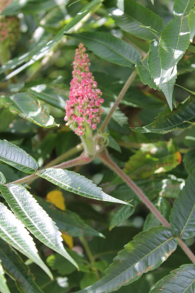 simple nature theme photo