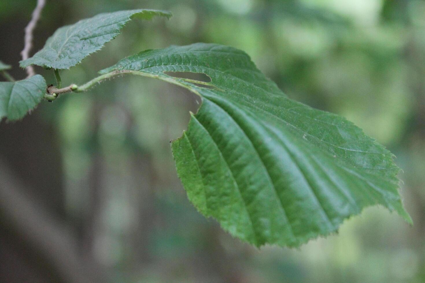 nature background theme photo