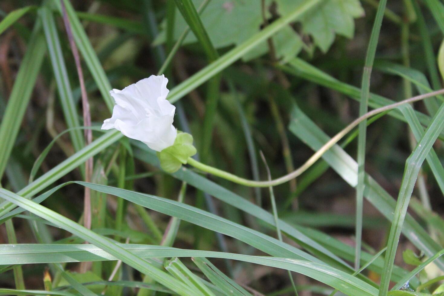 simple nature theme photo