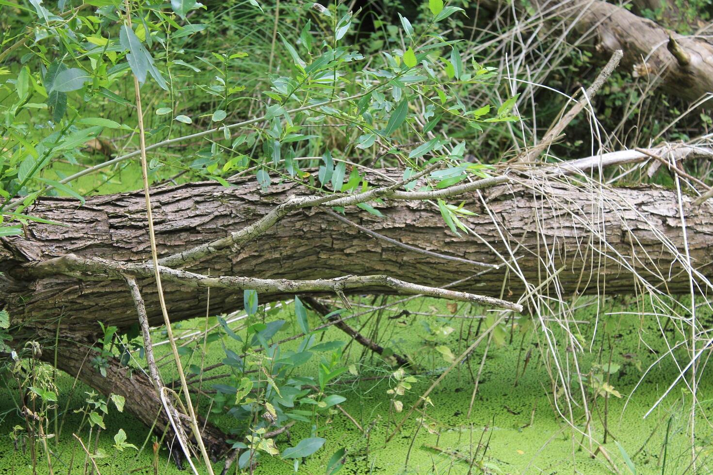 simple nature photo