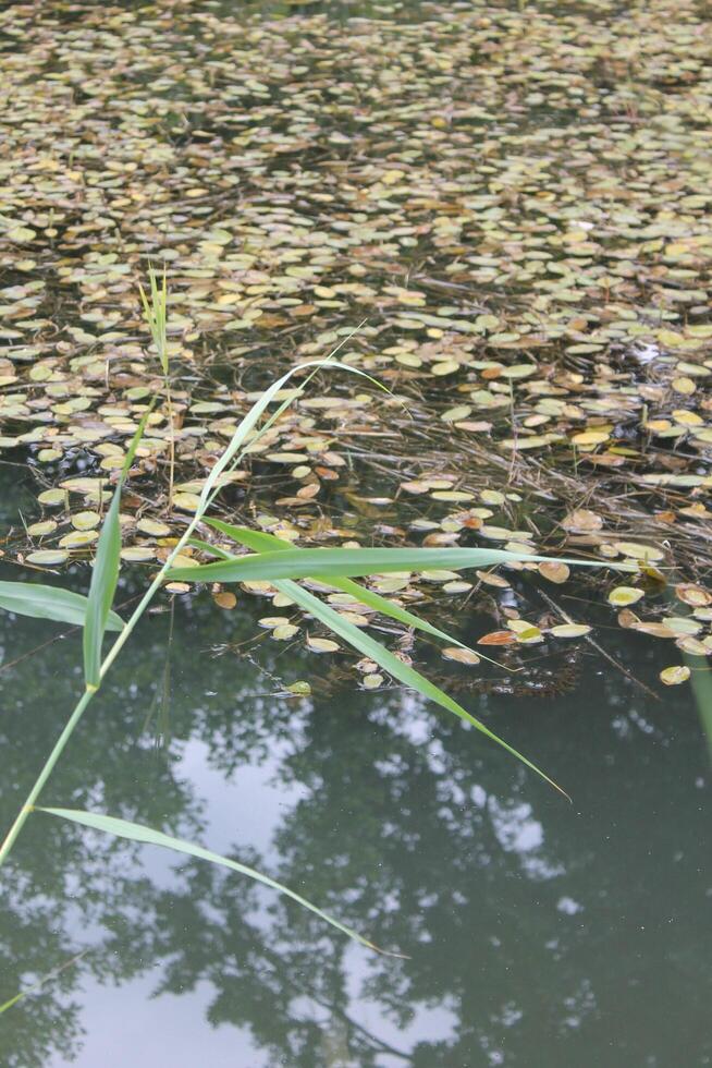 simple nature photo
