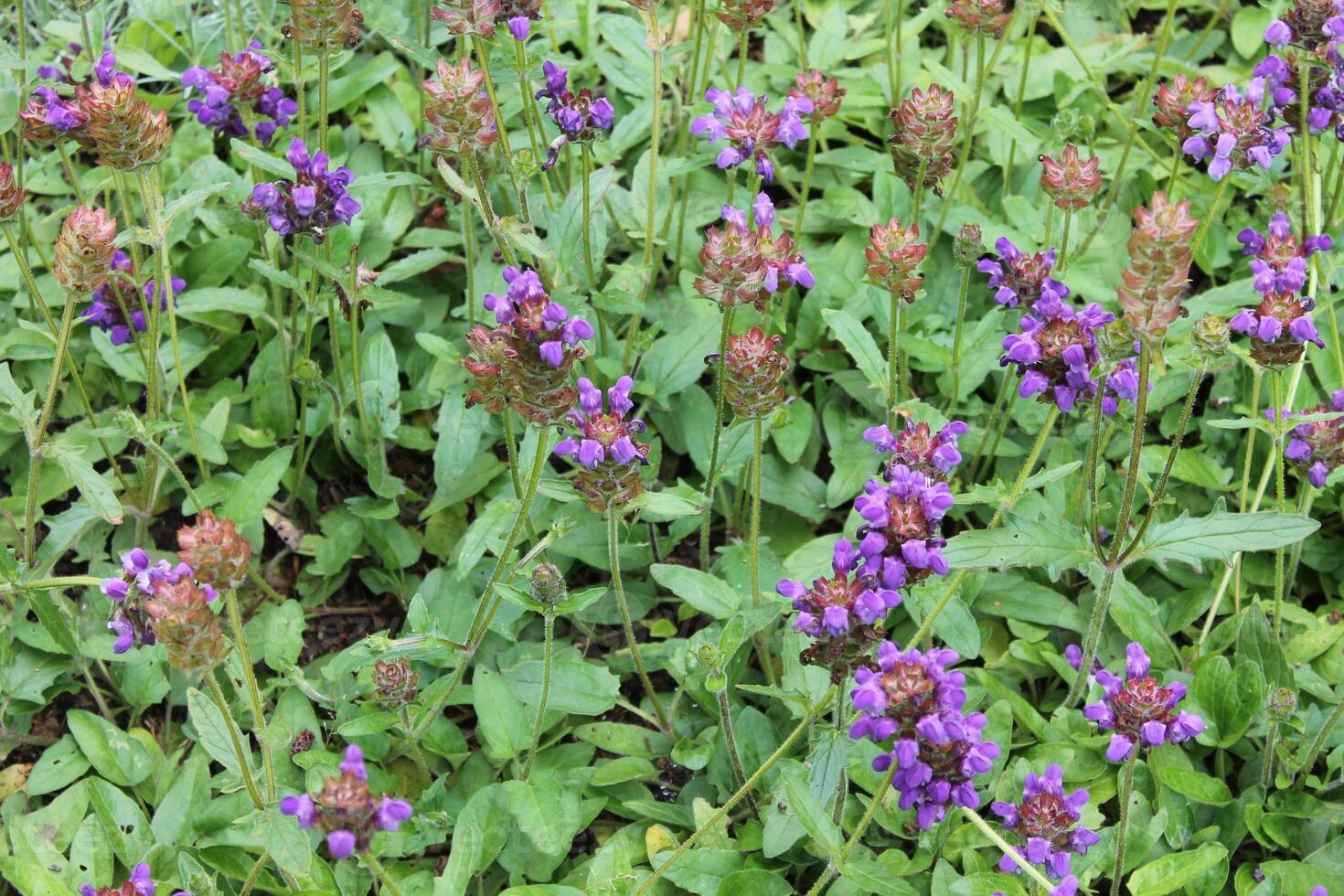 photo of bright plants