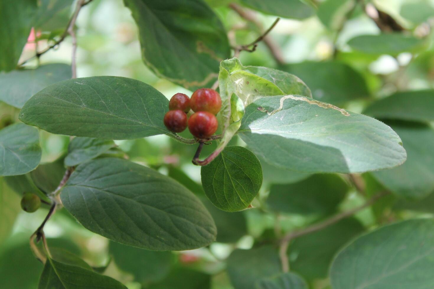 simple nature photo