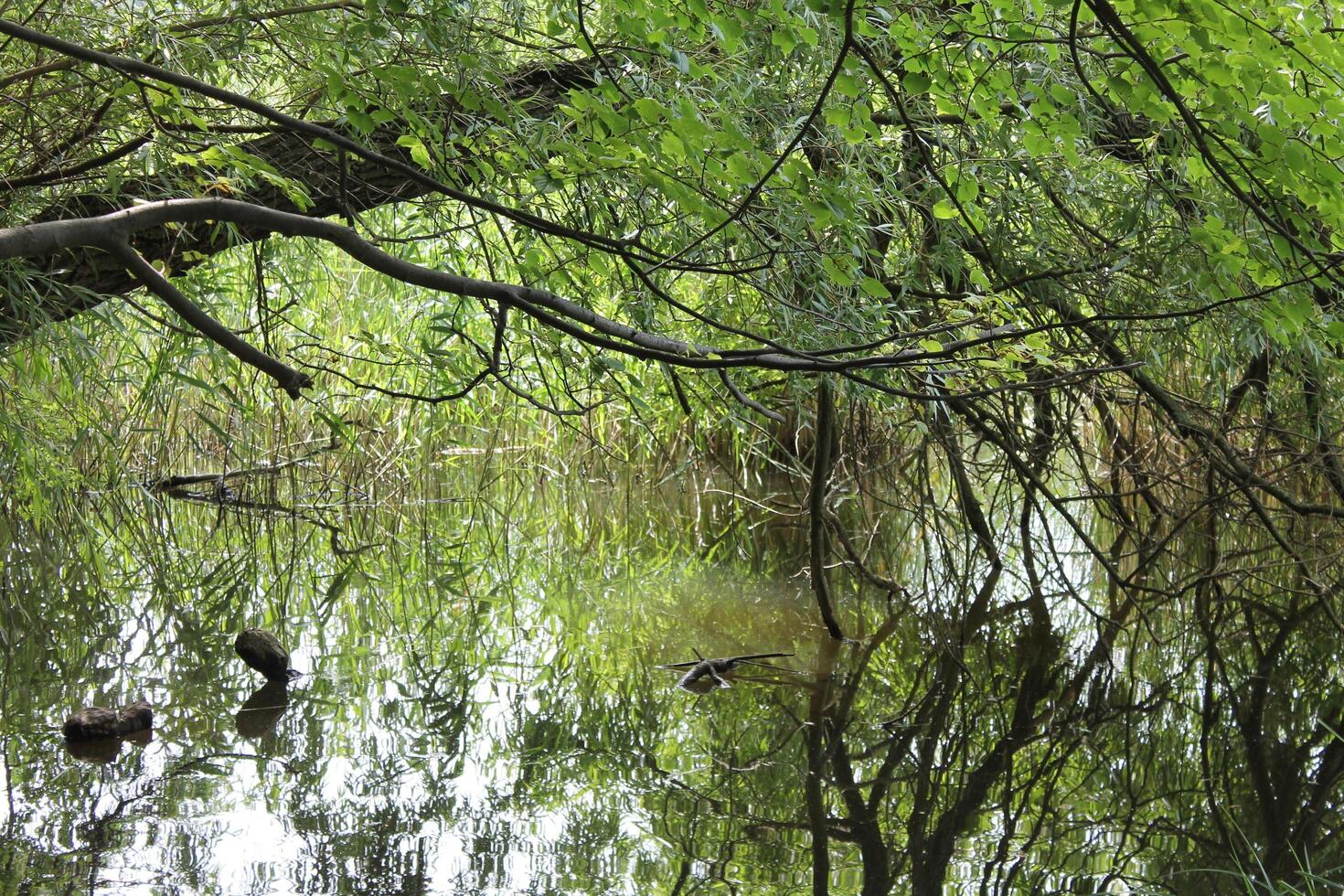 simple nature photo