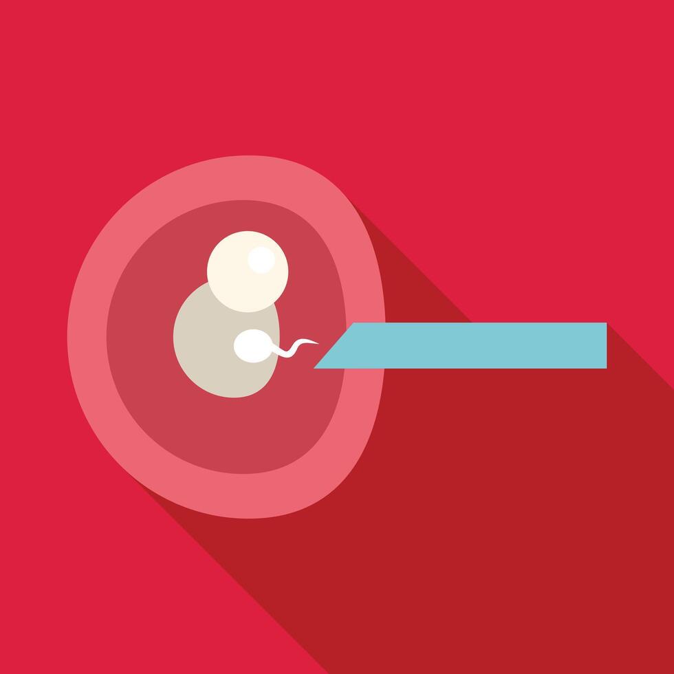 Sperm fertilizing egg cell inside fallopian tube illustration vector