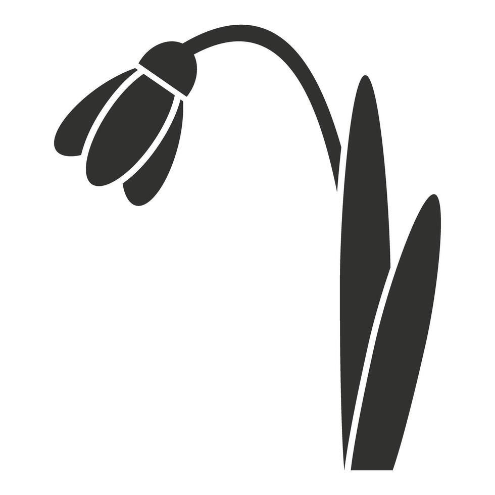 Single snowdrop flower growing with stem and leaves icon vector