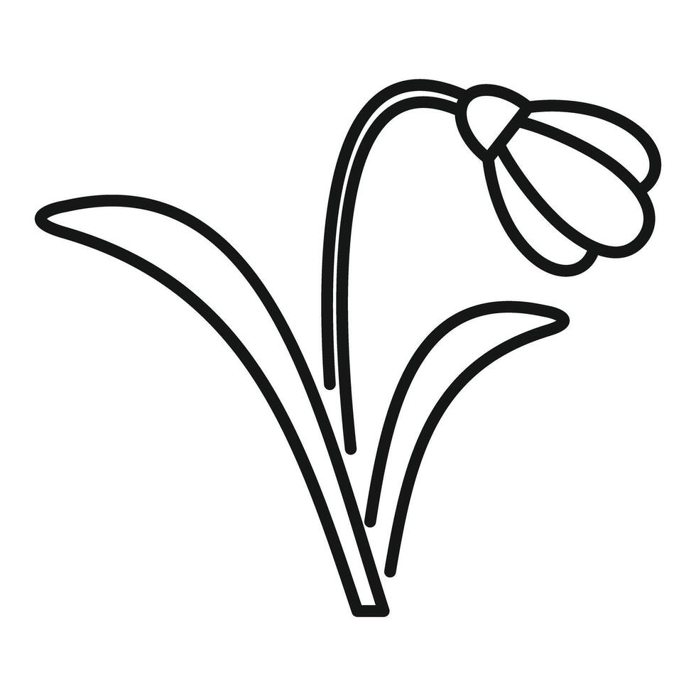 Snowdrop flower growing with stem and leaves icon vector