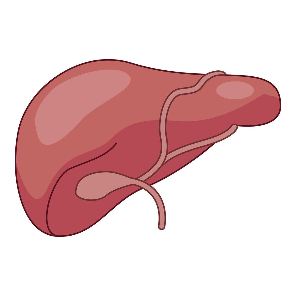 Human liver showing gallbladder and bile ducts illustration vector