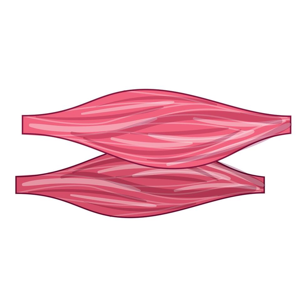 Human muscle tissue illustration showing muscle fibers contracting vector