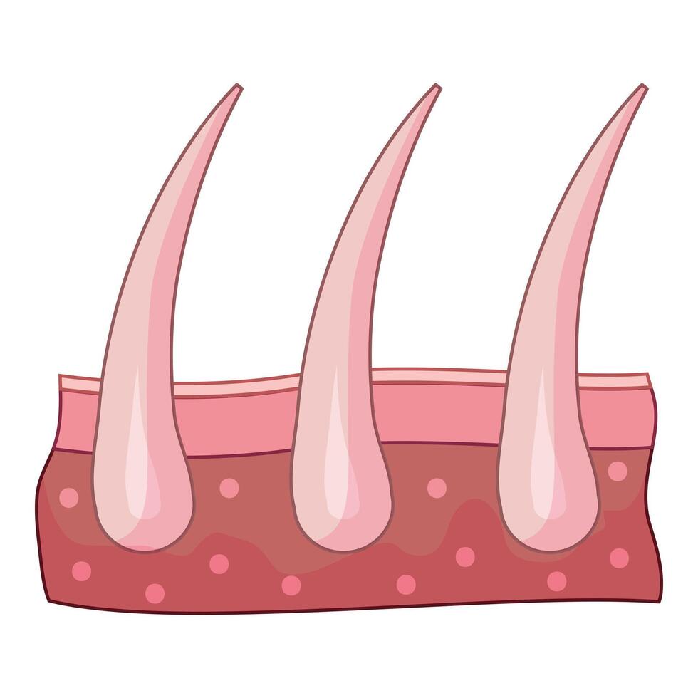 Human skin showing three hairs growing from follicles vector