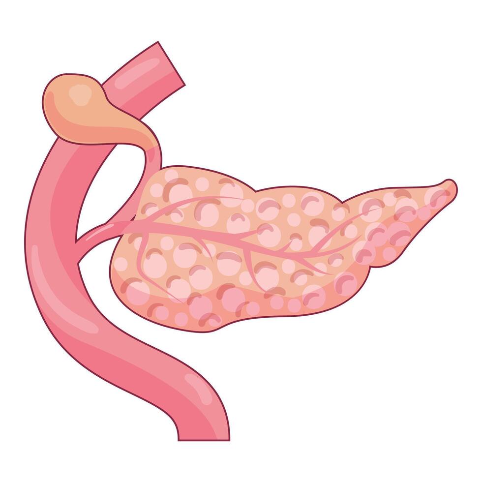 Human pancreas showing exocrine and endocrine systems vector