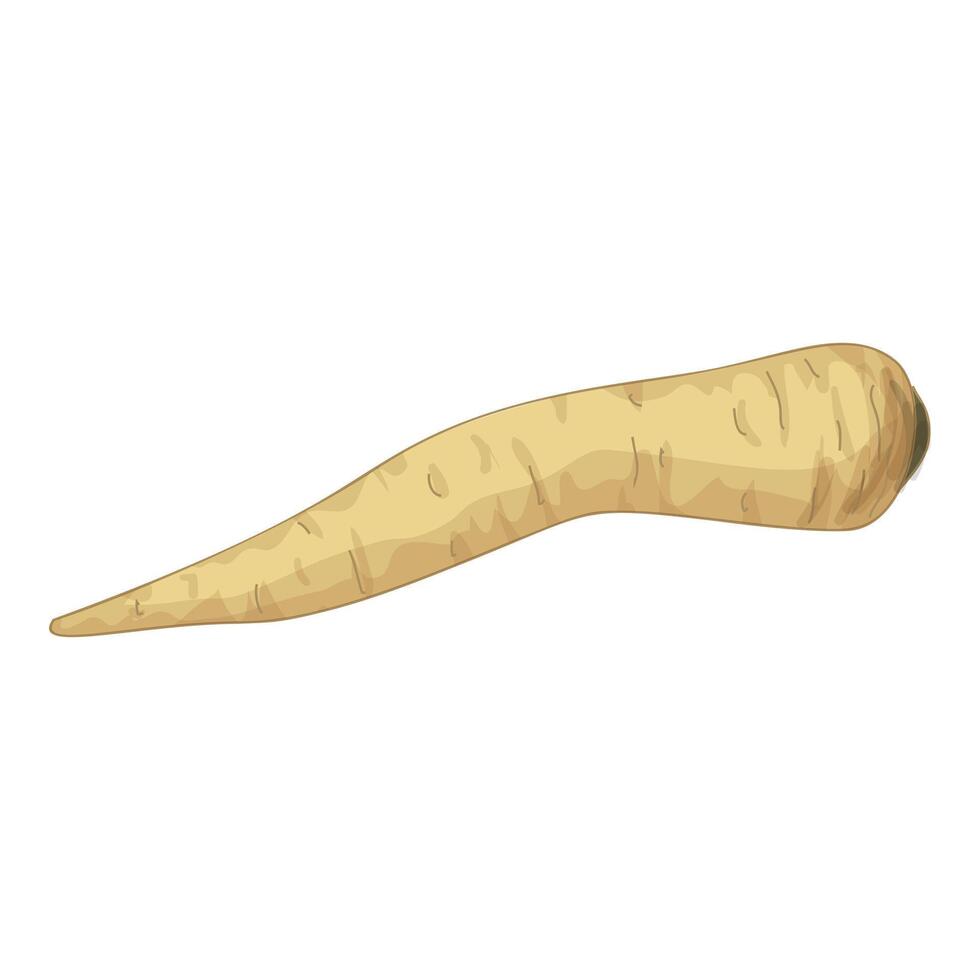 Single parsnip lying horizontally on white background vector