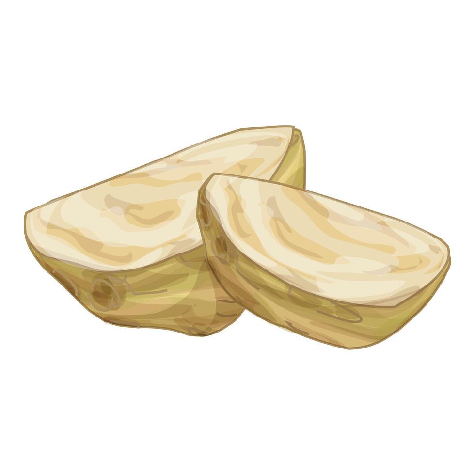 Two slices of celery root lying on white background vector