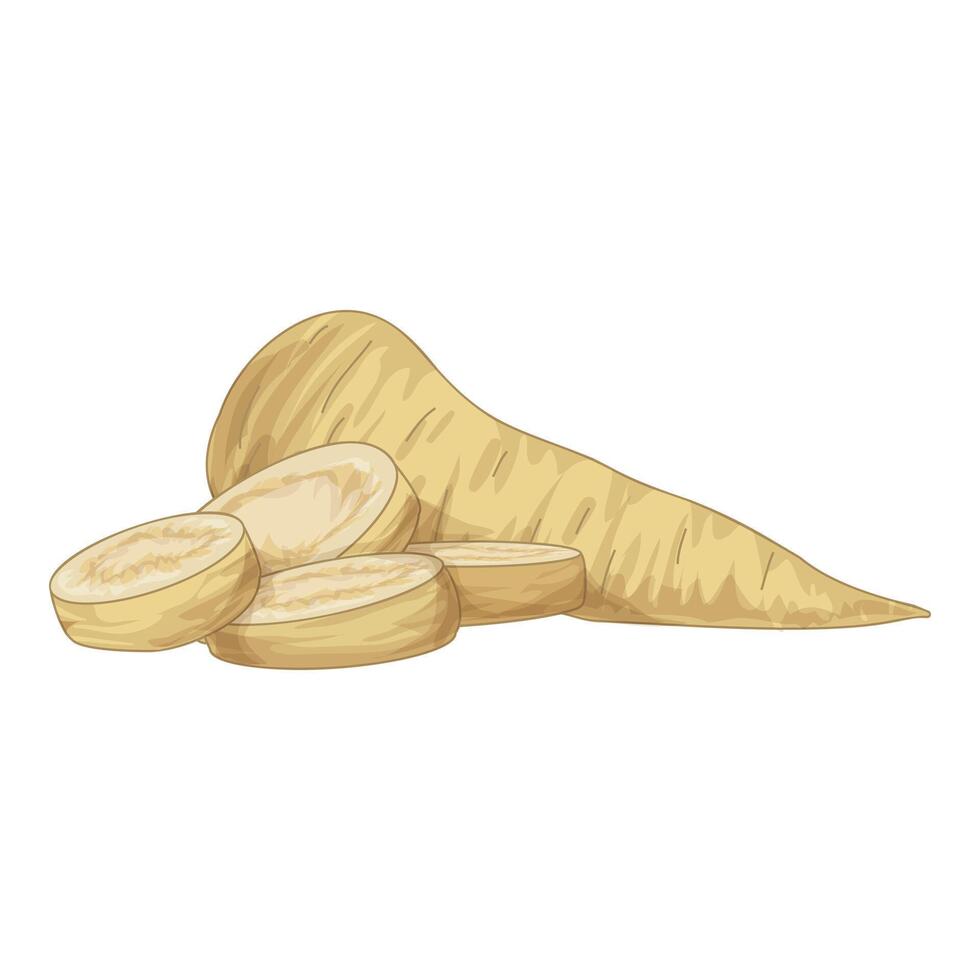 Fresh parsnip root being sliced for a healthy meal vector