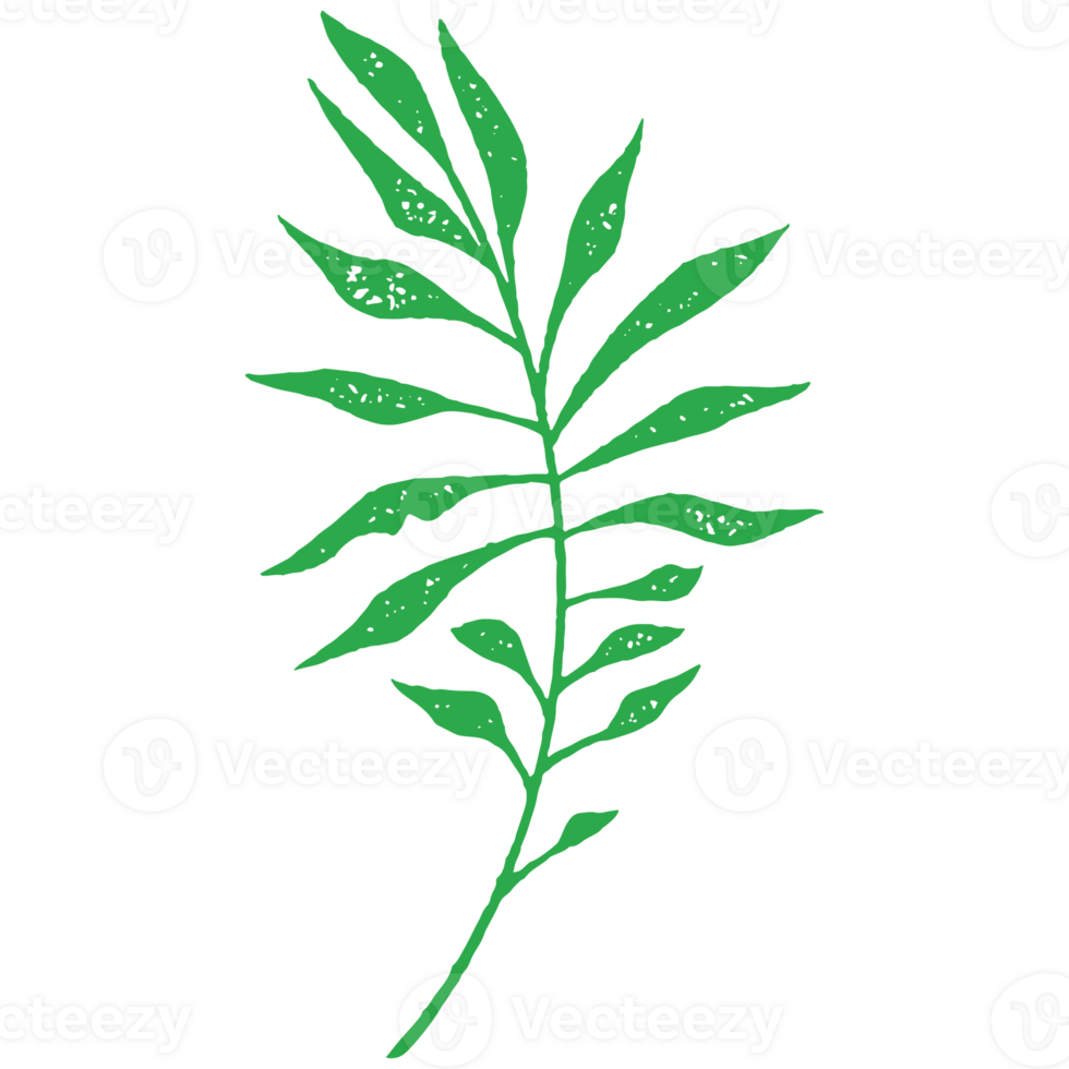 Simple hand drawing green tropical eucalyptus branch with fresh leaves and stem grunge texture png