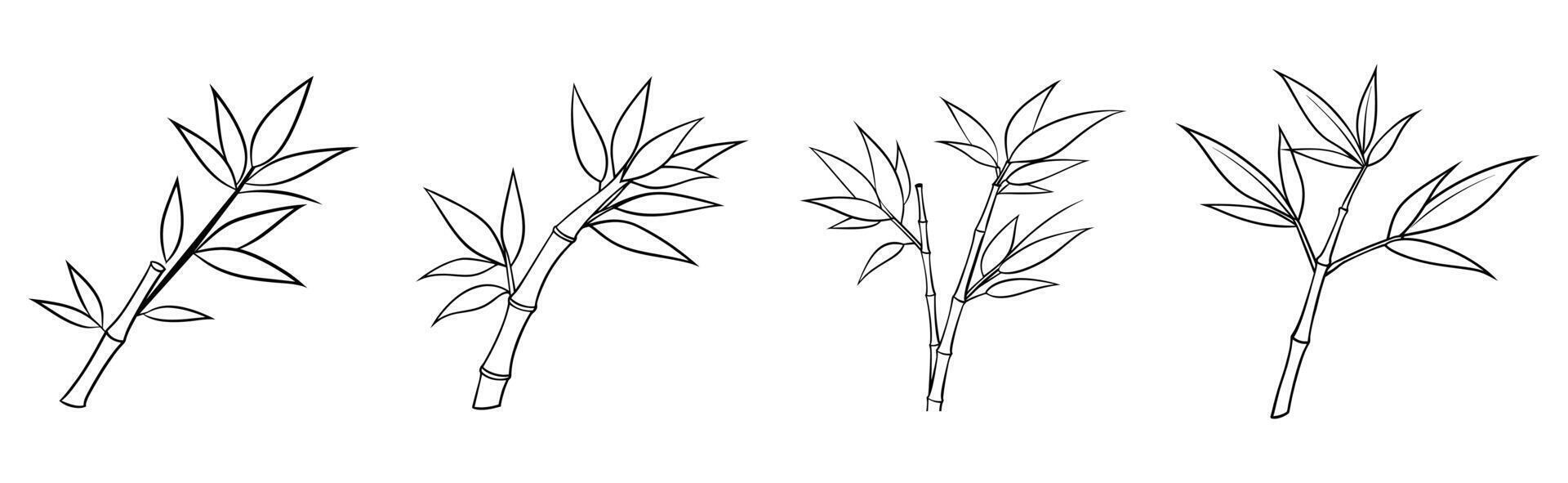Set of Hand drawn Bamboo Branch with Leaves Illustration. vector