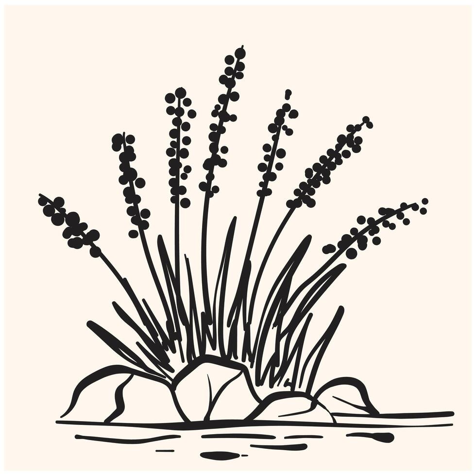 Lake shore, river. Reeds, panicle inflorescences, stones in the water, swamp With illustration style doodle and line art vector