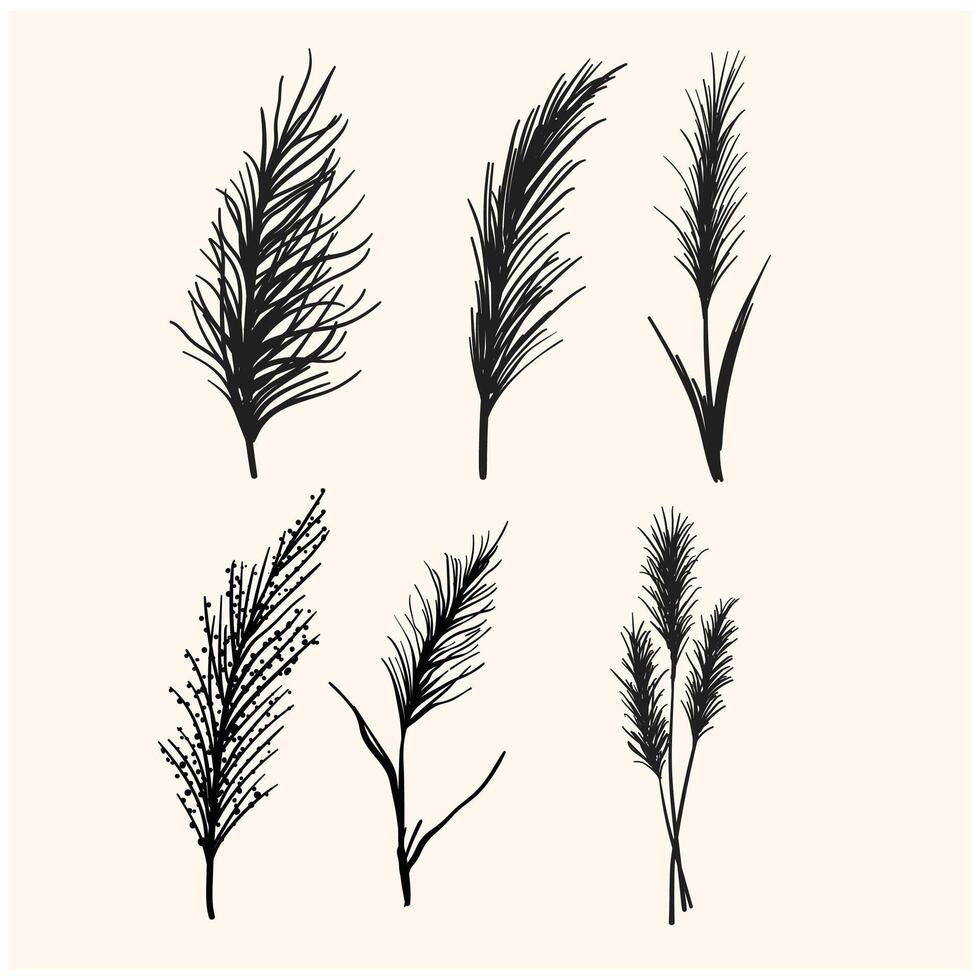 Set of panicle inflorescences, steppe pampas grass, wild reeds With illustration style doodle and line art vector