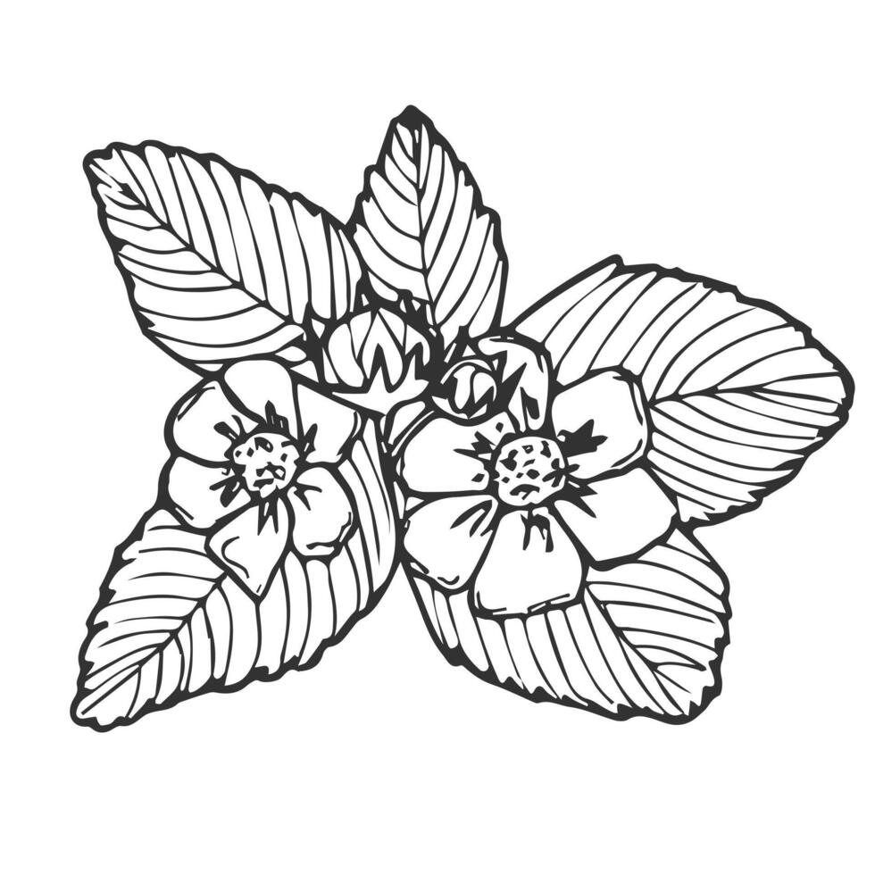 strawberry line art illustration composition with leaves and flowers, hand drawn botanical outline sketch in doodle style vector