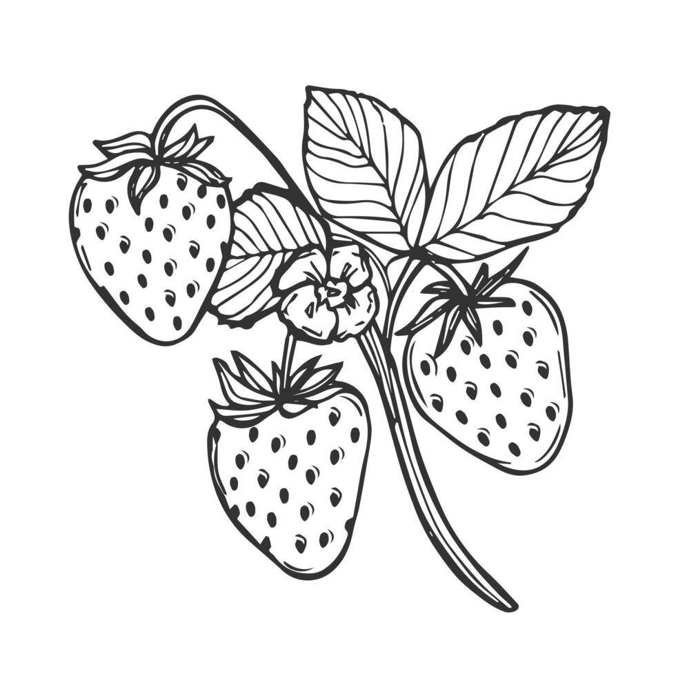 strawberry line art illustration composition with berries, leaves and flowers, hand drawn botanical outline sketch vector