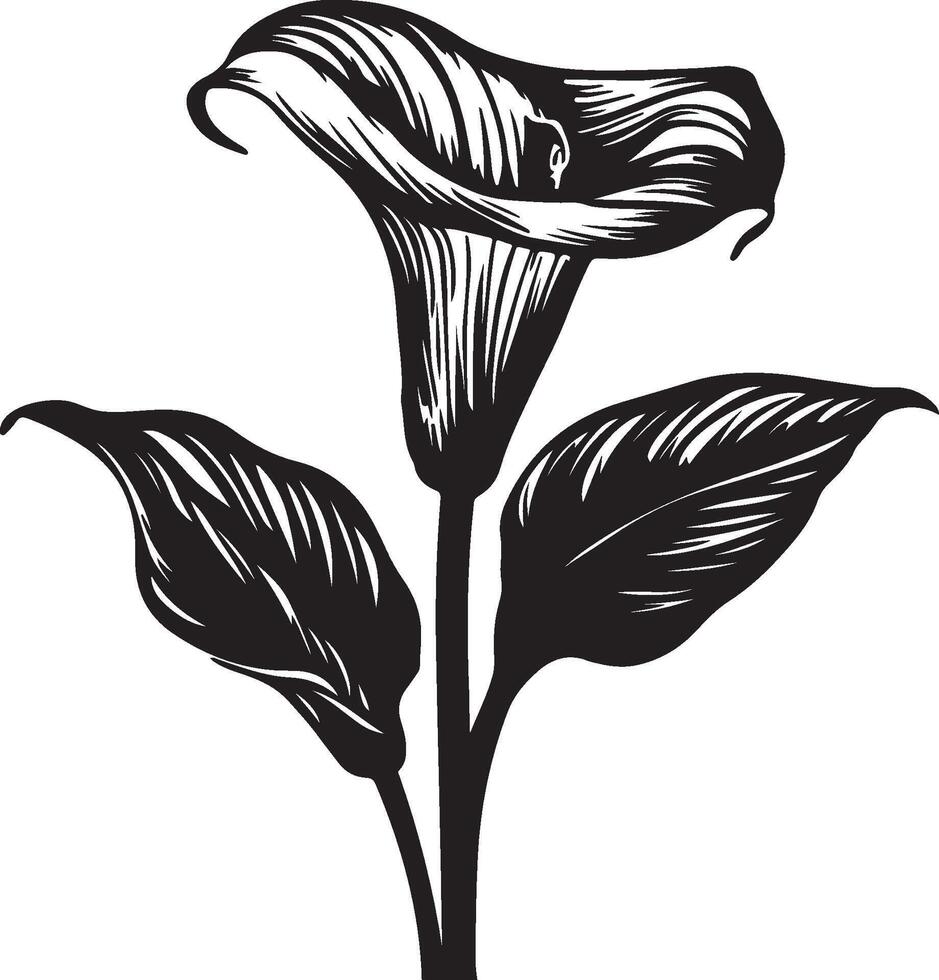 calla lily, black and white silhouettes of flowers, silhouette of a tree, black and white silhouettes of plants vector