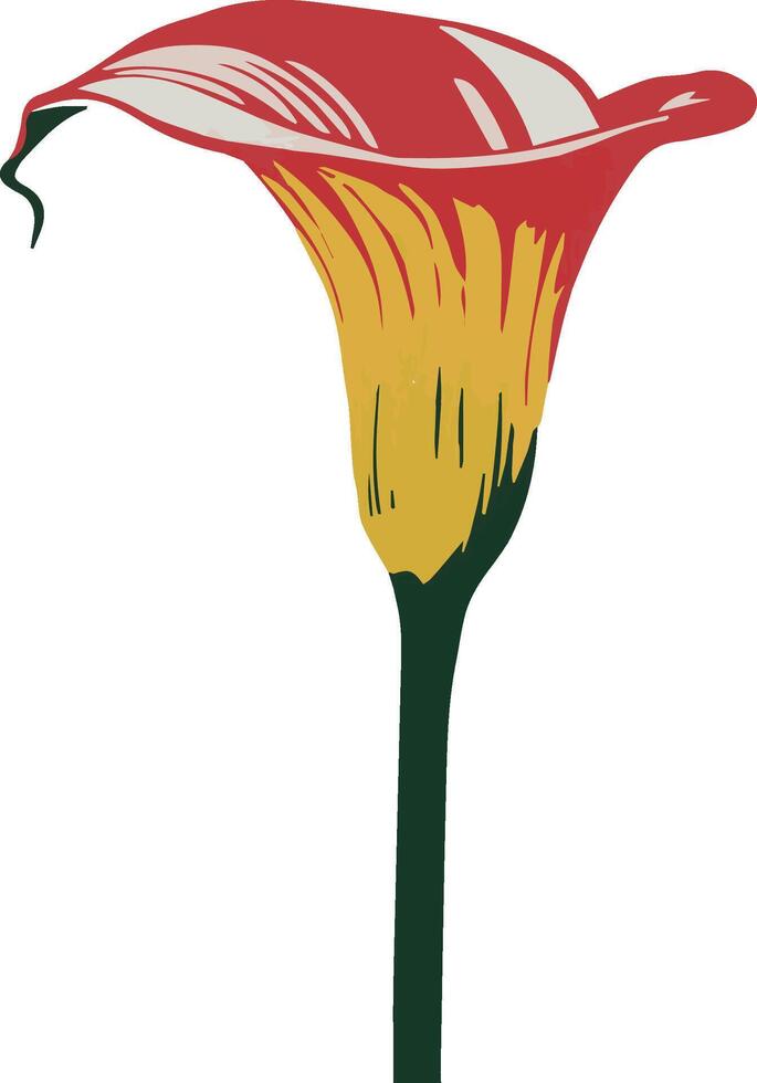 calla lily, orange flower isolated on white, orange flower isolated, illustration of a flower vector