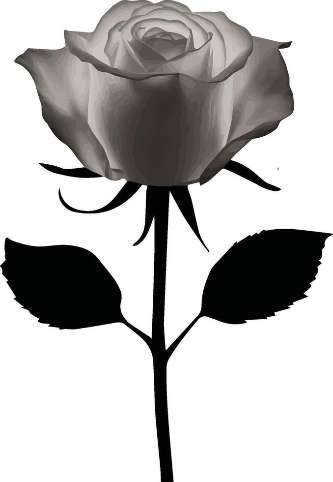 black and white rose, white rose, white rose isolated on black, colorful rose vector