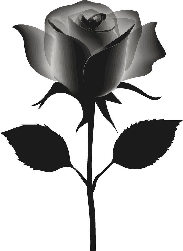 black and white rose, white rose, white rose isolated on black, colorful rose vector
