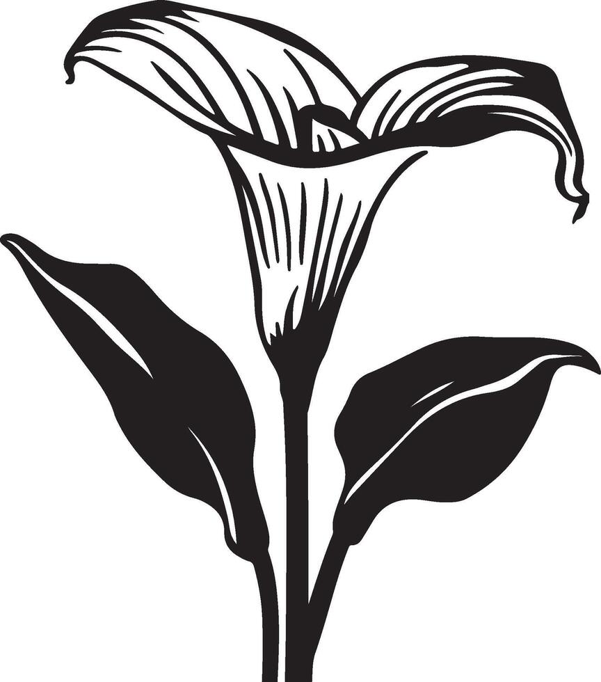 calla lily, black and white silhouettes of flowers, silhouette of a tree, black and white silhouettes of plants vector