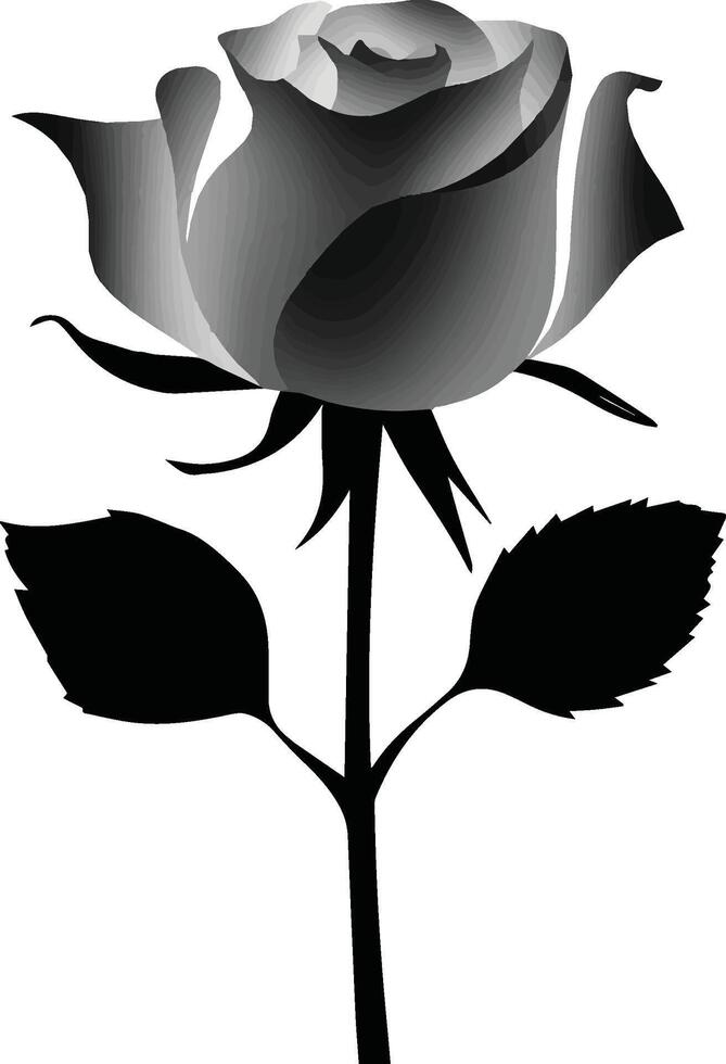 black and white rose, white rose, white rose isolated on black, colorful rose vector