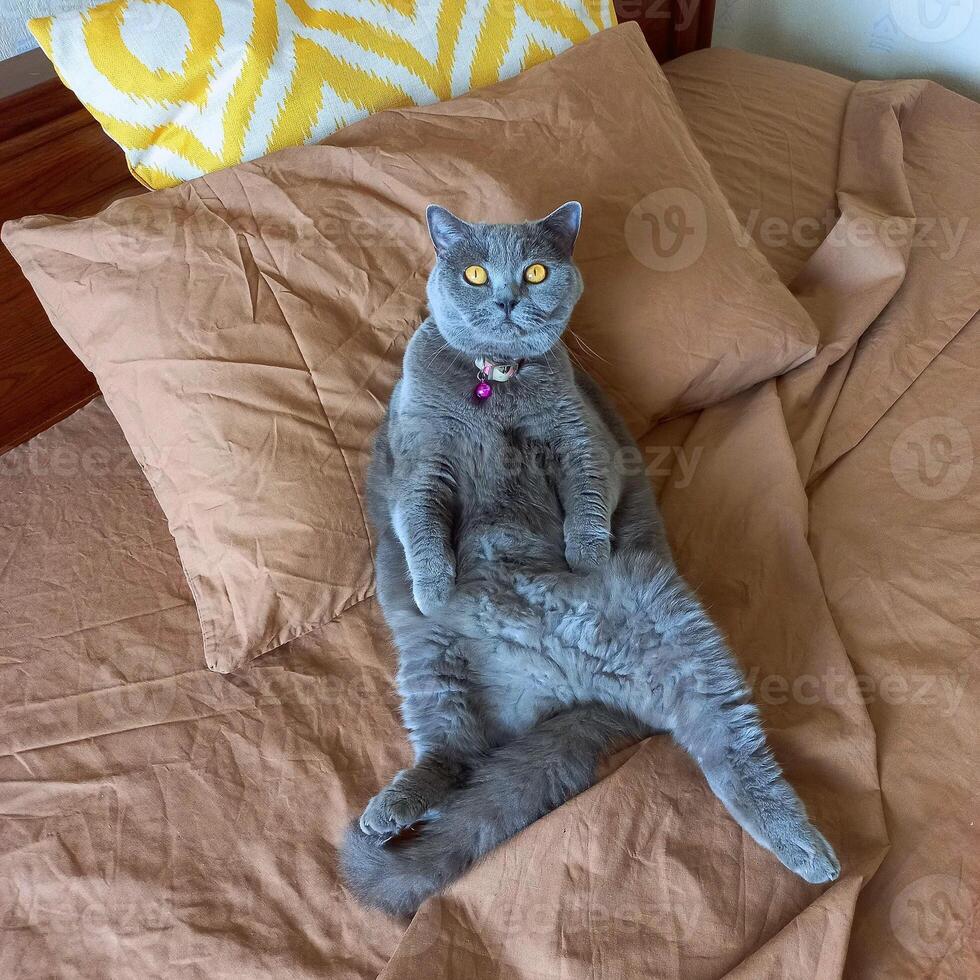 A purebred fluffy funny gray cat lies and enjoys life on a brown pillow in the bedroom. photo