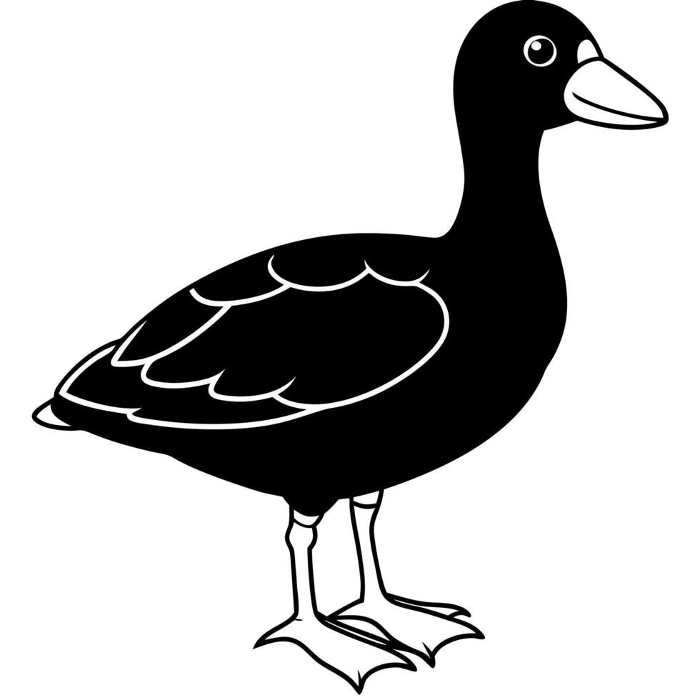 Coot duck stands icon vector